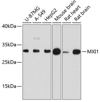 MXI1 Rabbit Polyclonal Antibody