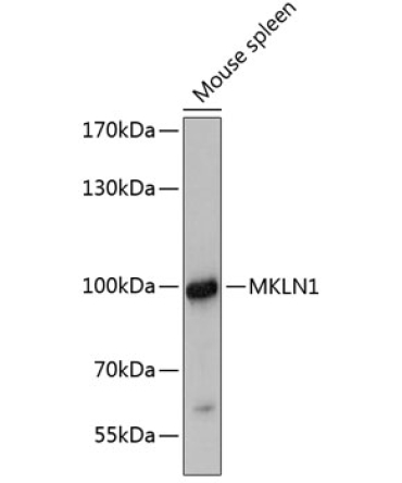 MKLN1 Rabbit Polyclonal Antibody