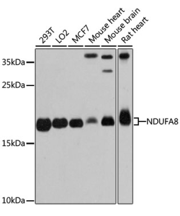 NDUFA8 Rabbit Polyclonal Antibody