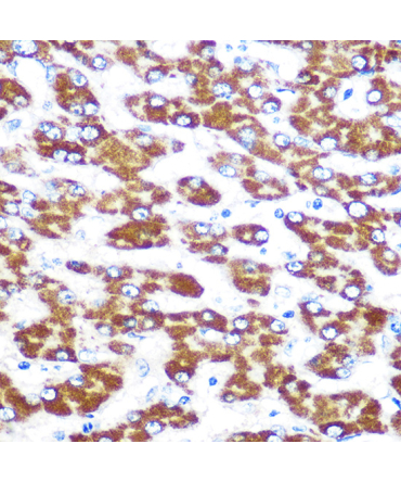 IDO1 Rabbit Monoclonal Antibody