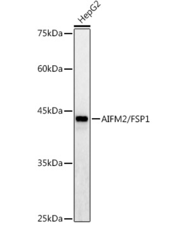 AIFM2/FSP1 Rabbit Polyclonal Antibody