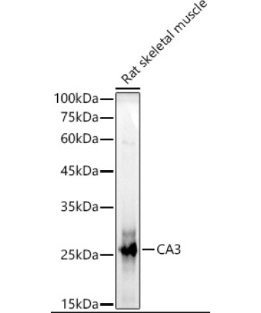 CA3 Rabbit Polyclonal Antibody