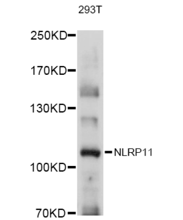 NLRP11 Rabbit Polyclonal Antibody