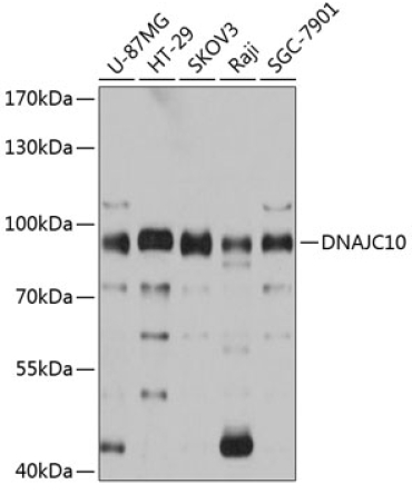 DNAJC10 Rabbit Polyclonal Antibody