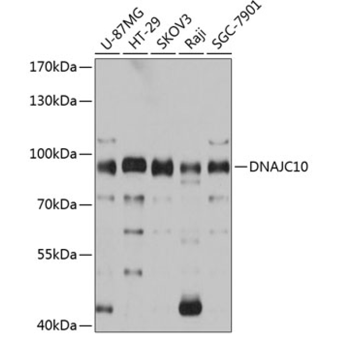 DNAJC10 Rabbit Polyclonal Antibody