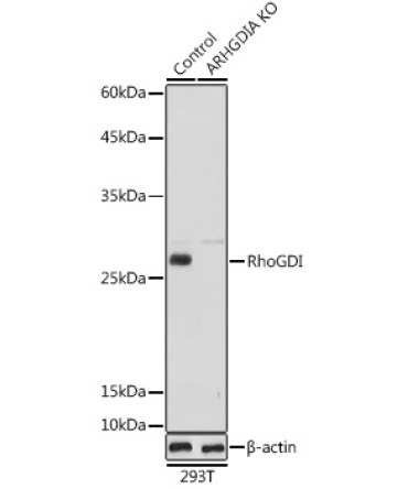 RhoGDI Rabbit Polyclonal Antibody [KO Validated]