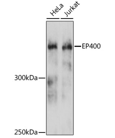 EP400 Rabbit Polyclonal Antibody