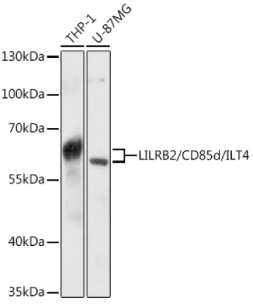 LILRB2/CD85d/ILT4 Rabbit Polyclonal Antibody