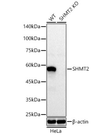 SHMT2 Rabbit Polyclonal Antibody [KO Validated]