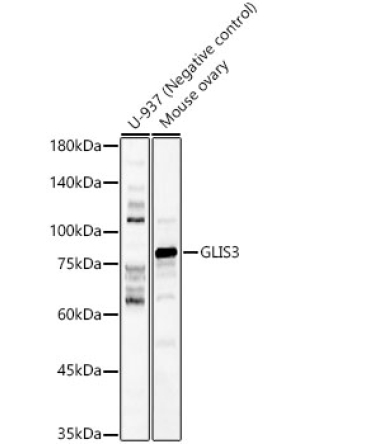GLIS3 Rabbit Polyclonal Antibody