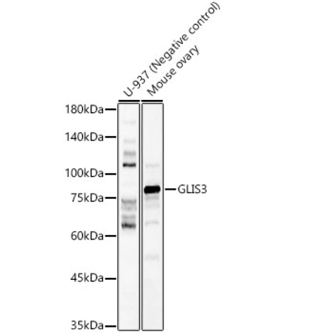 GLIS3 Rabbit Polyclonal Antibody