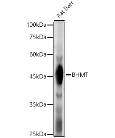 BHMT Rabbit Polyclonal Antibody