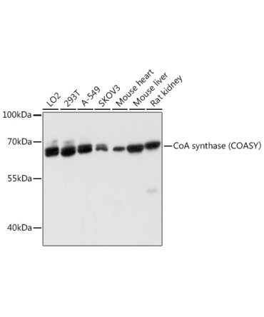 CoA synthase (COASY? Rabbit Polyclonal Antibody