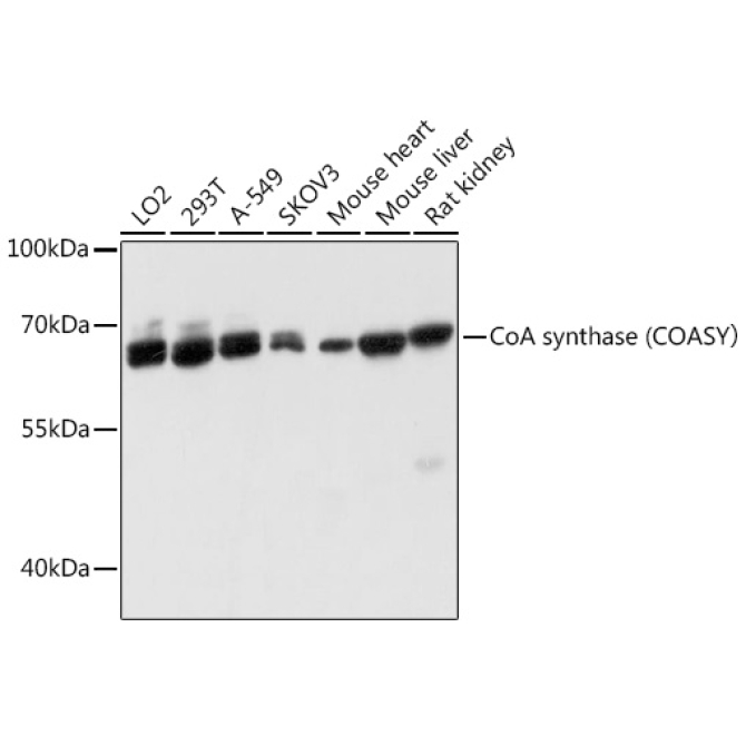 CoA synthase (COASY? Rabbit Polyclonal Antibody