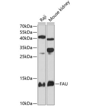 FAU Rabbit Polyclonal Antibody