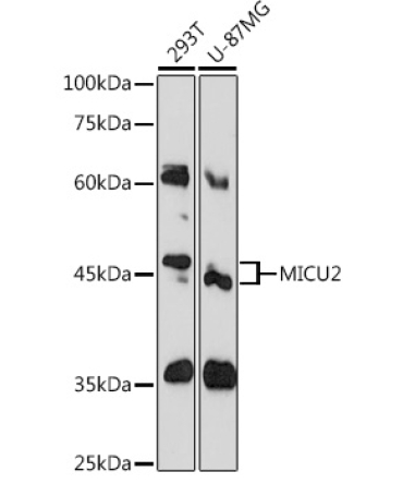 MICU2 Rabbit Polyclonal Antibody