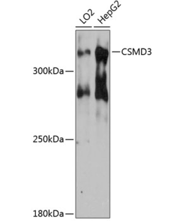 CSMD3 Rabbit Polyclonal Antibody