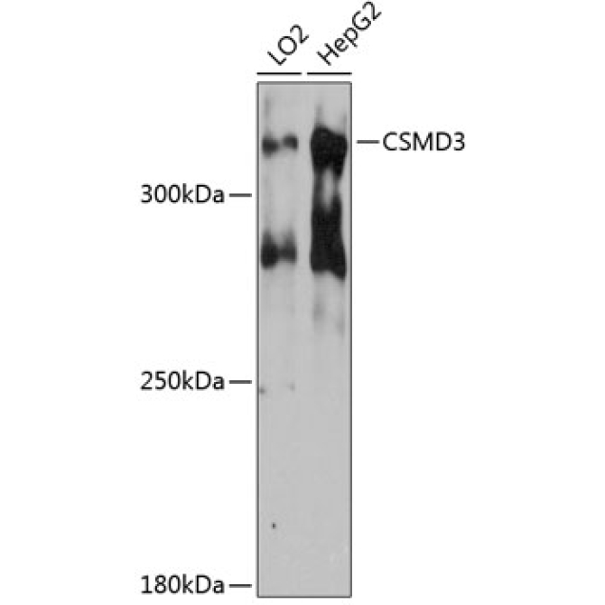 CSMD3 Rabbit Polyclonal Antibody