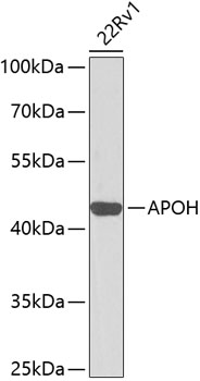 APOH Rabbit Polyclonal Antibody