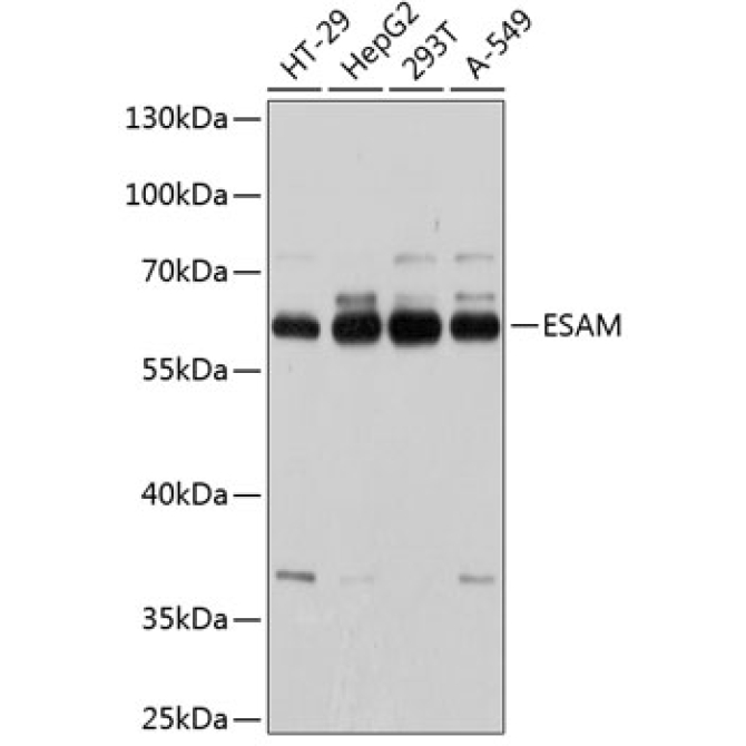 ESAM Rabbit Polyclonal Antibody