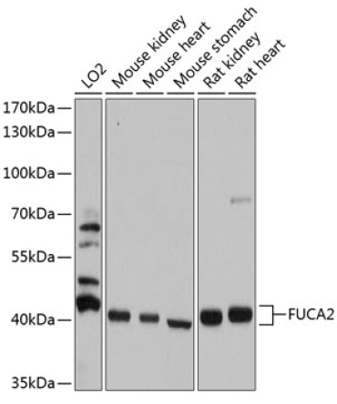FUCA2 Rabbit Polyclonal Antibody