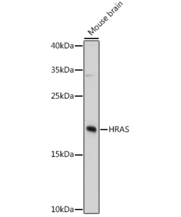 HRAS Rabbit Polyclonal Antibody
