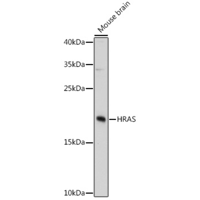 HRAS Rabbit Polyclonal Antibody
