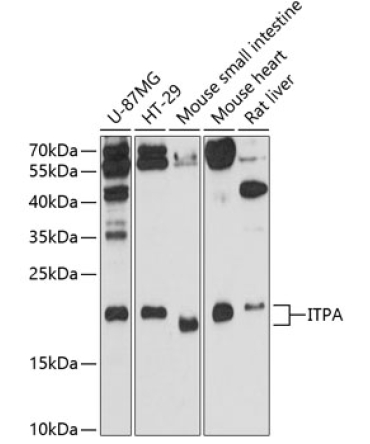 ITPA Rabbit Polyclonal Antibody