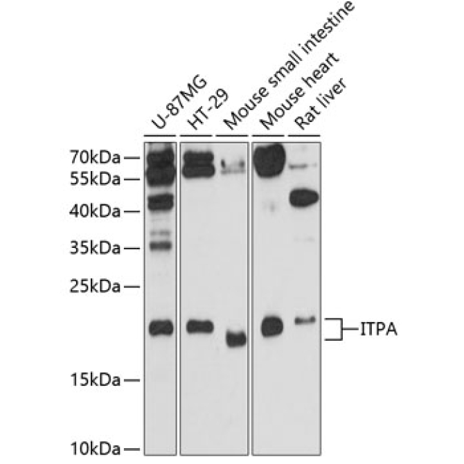 ITPA Rabbit Polyclonal Antibody
