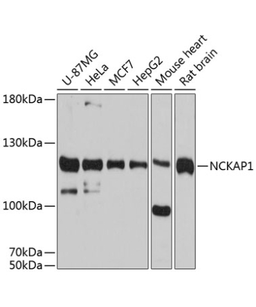 NCKAP1 Rabbit Polyclonal Antibody