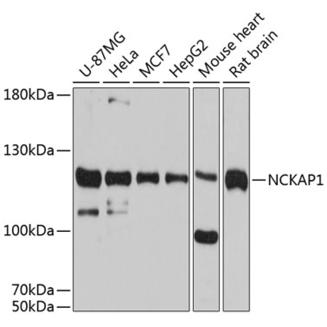 NCKAP1 Rabbit Polyclonal Antibody