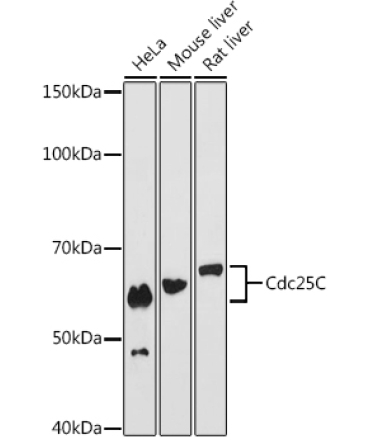 Cdc25C Rabbit Monoclonal Antibody