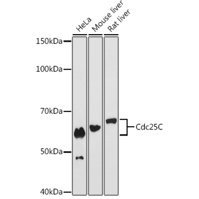 Cdc25C Rabbit Monoclonal Antibody