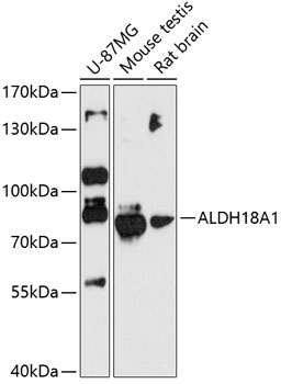 ALDH18A1 Rabbit Polyclonal Antibody