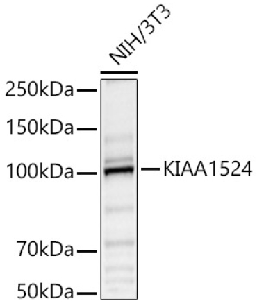 KIAA1524 Rabbit Polyclonal Antibody