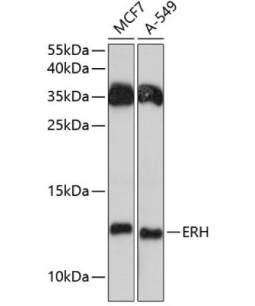 ERH Rabbit Polyclonal Antibody