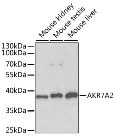 AKR7A2 Rabbit Polyclonal Antibody