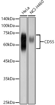 CD55 Rabbit Polyclonal Antibody