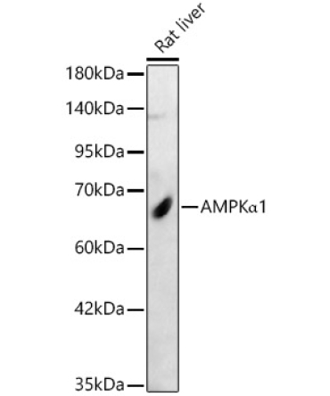 AMPKAlpha1 Rabbit Polyclonal Antibody