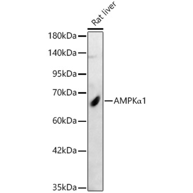 AMPKAlpha1 Rabbit Polyclonal Antibody