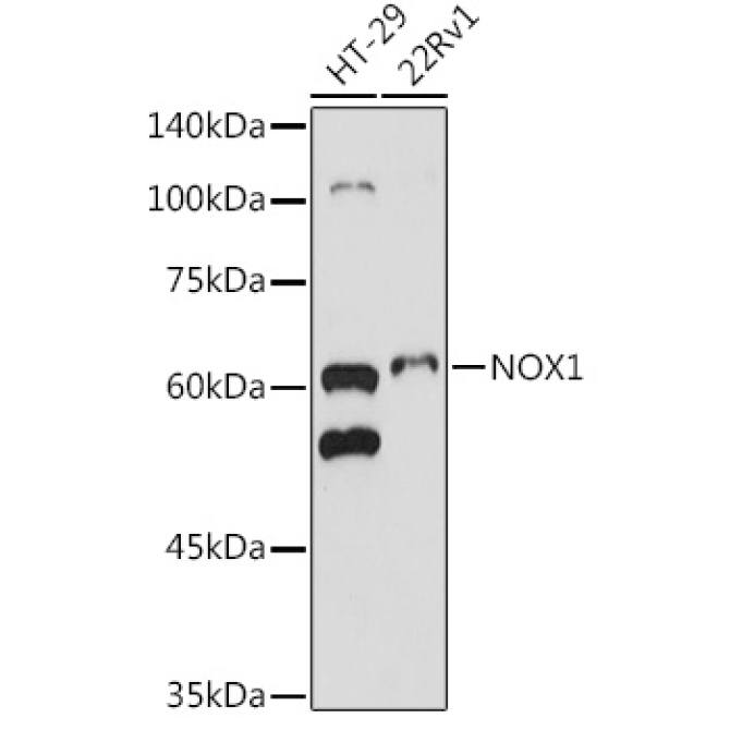 NOX1 Rabbit Polyclonal Antibody