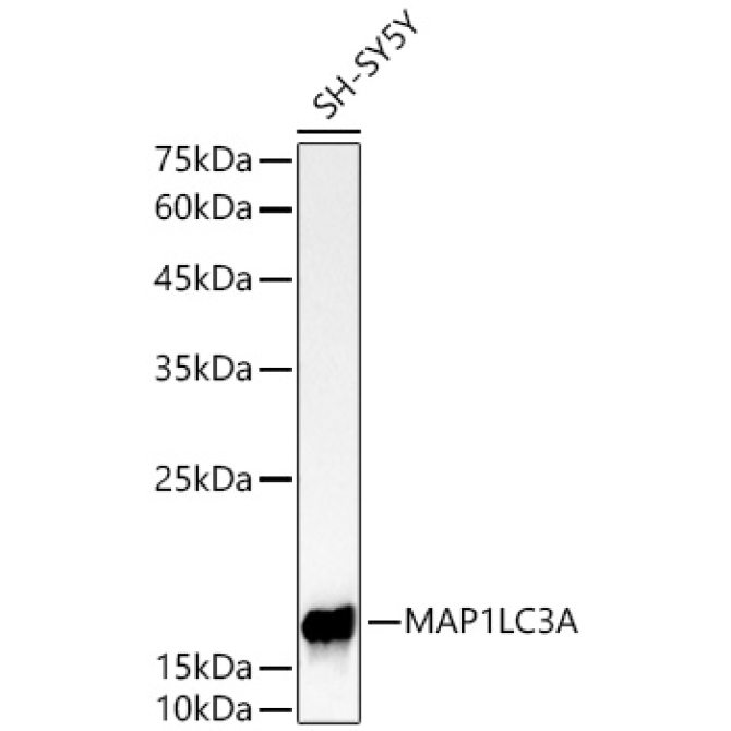 MAP1LC3A Rabbit Monoclonal Antibody