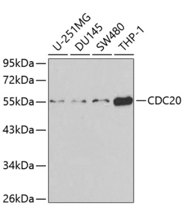 CDC20 Rabbit Polyclonal Antibody