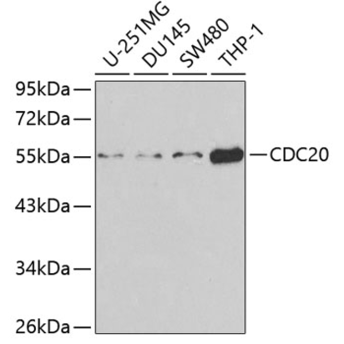 CDC20 Rabbit Polyclonal Antibody