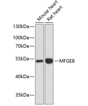 MFGE8 Rabbit Polyclonal Antibody