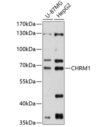 CHRM1 Rabbit Polyclonal Antibody