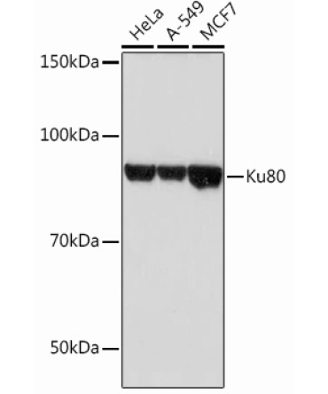 Ku80 Rabbit Monoclonal Antibody
