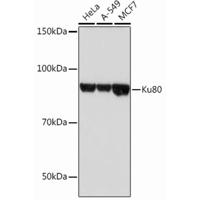 Ku80 Rabbit Monoclonal Antibody