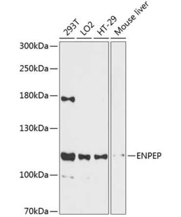 ENPEP Rabbit Polyclonal Antibody