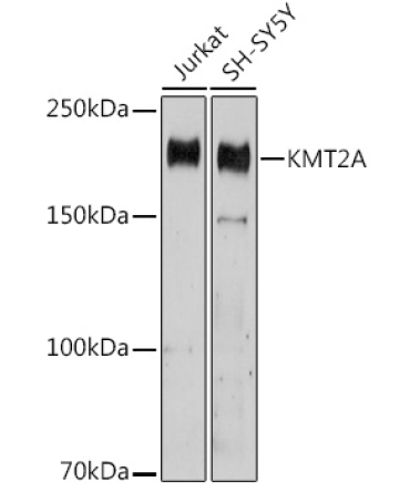 KMT2A Rabbit Polyclonal Antibody